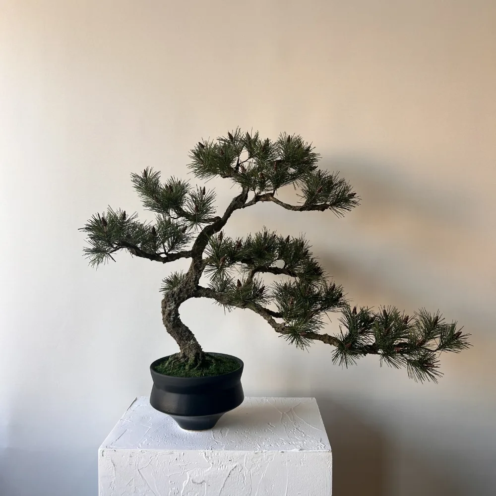 花季の盆栽|黒鉢に仕立てた松の盆栽