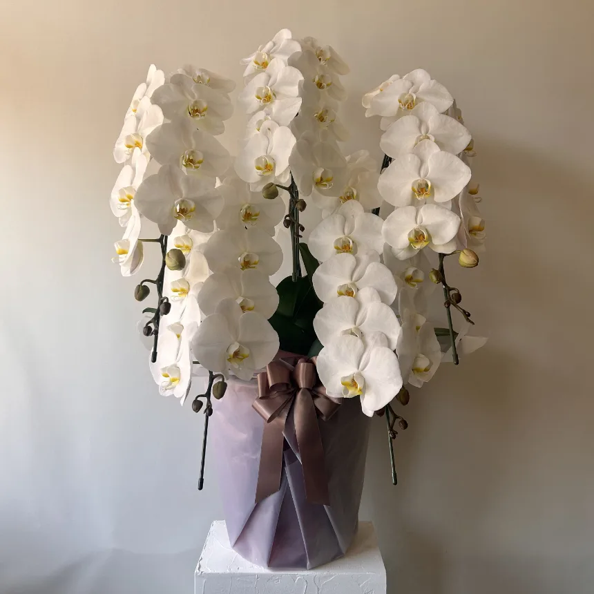 花季の胡蝶蘭|白い大輪の胡蝶蘭のギフト